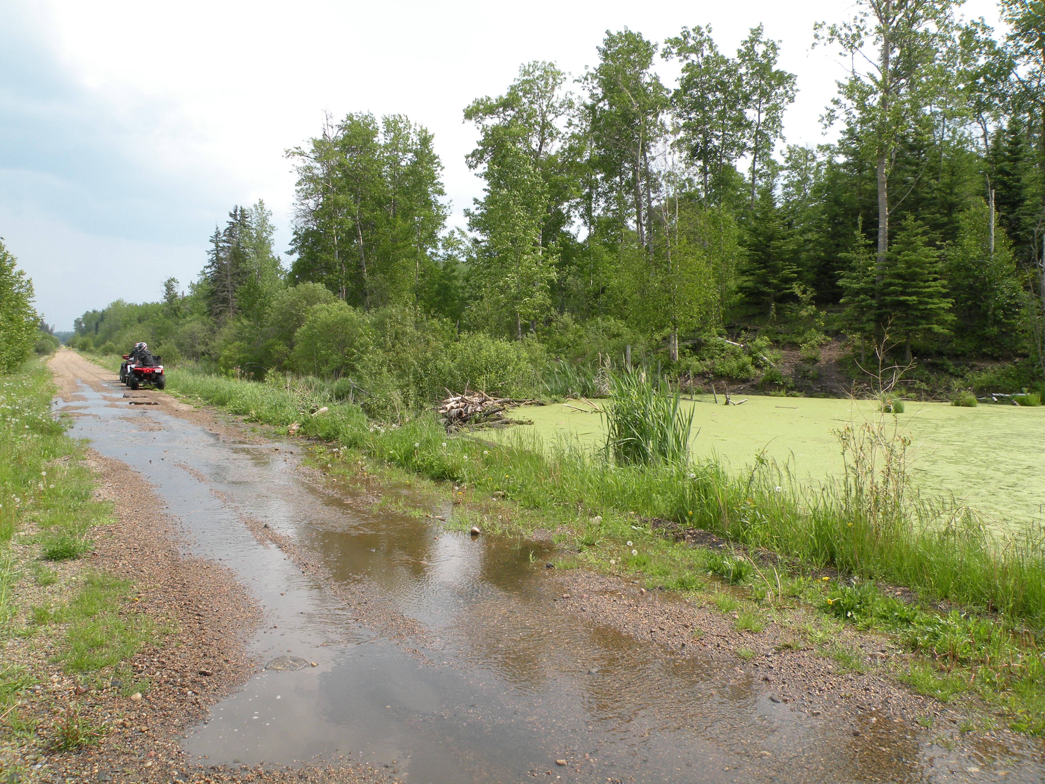 Beaver%20damn%20causing%20flooding%20on%20the%20trail.jpg