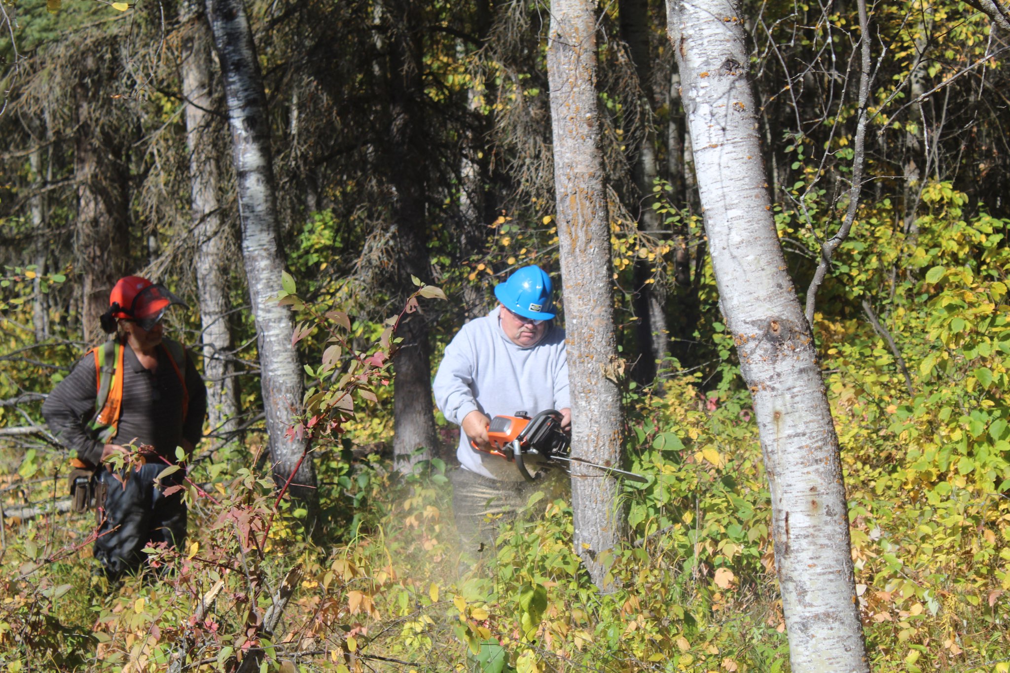 Chainsaws at work